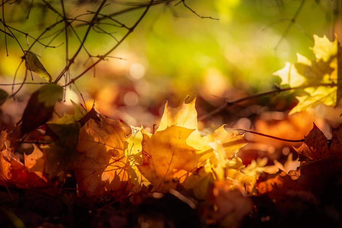 Herbstlaub im Gegenlicht - (c) eric immerheiser