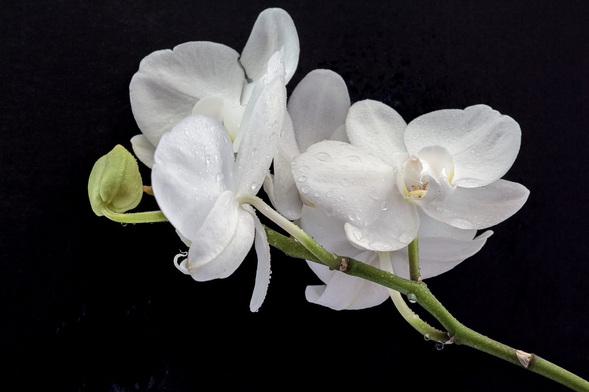 Phalaenopsis - (c) eric immerheiser