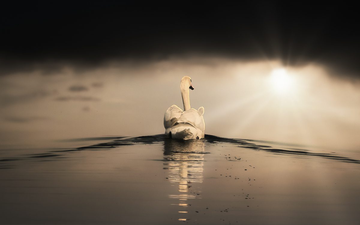 Schwan auf dem Rhein -(c) eric immerheiser