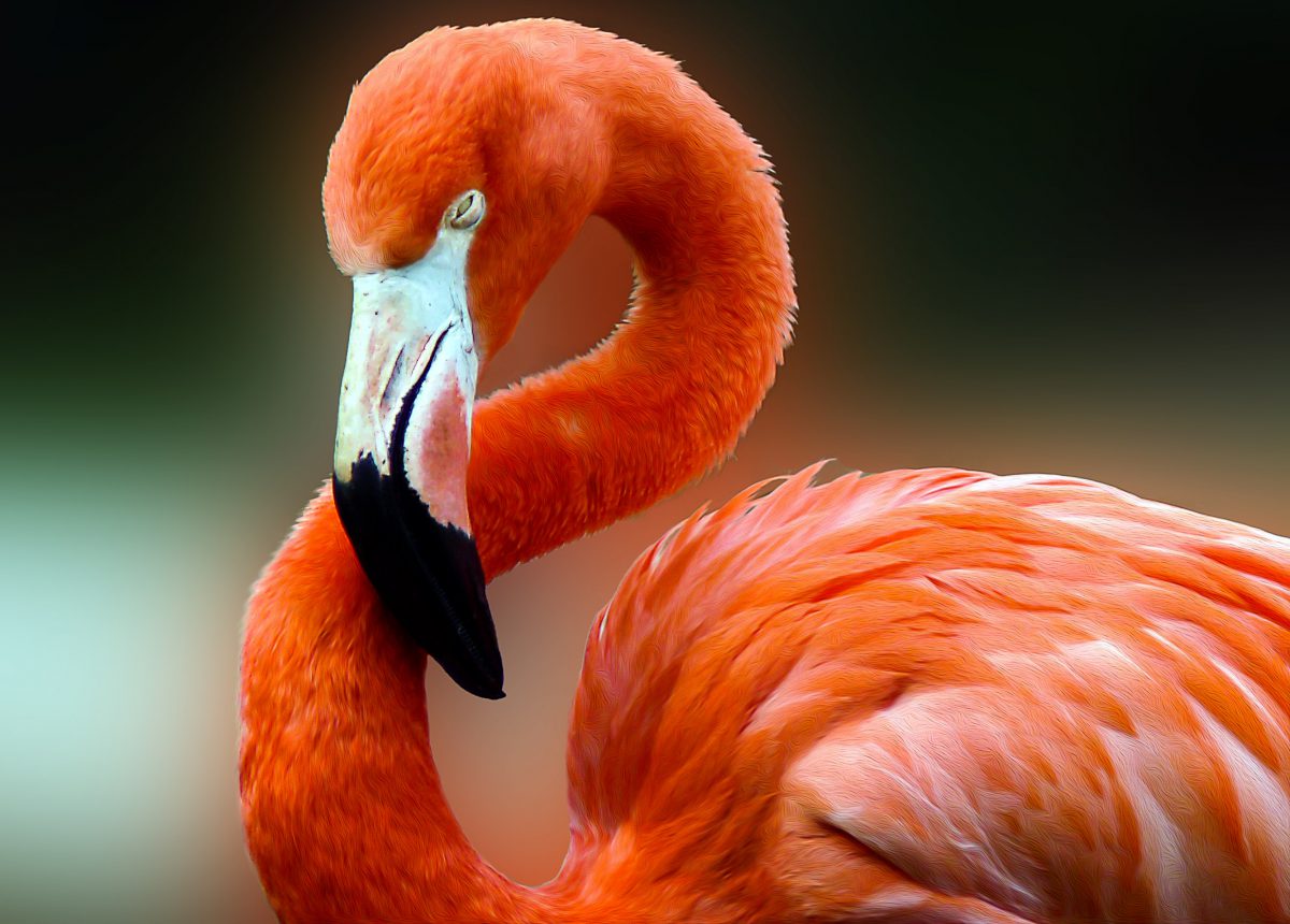 Flamingo - (c) eric immerheiser