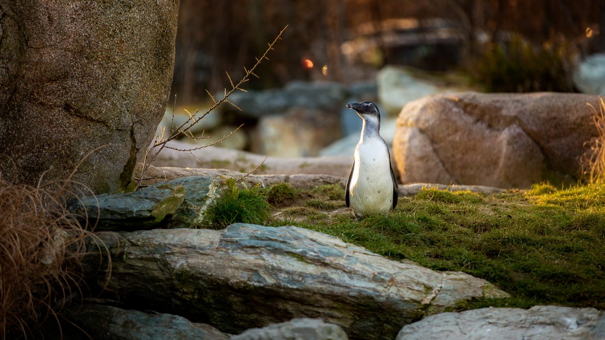Pinguin im Zoo - (c) eric immerheiser
