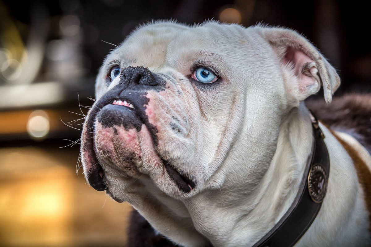 bulldogge - (c) eric immerheiser