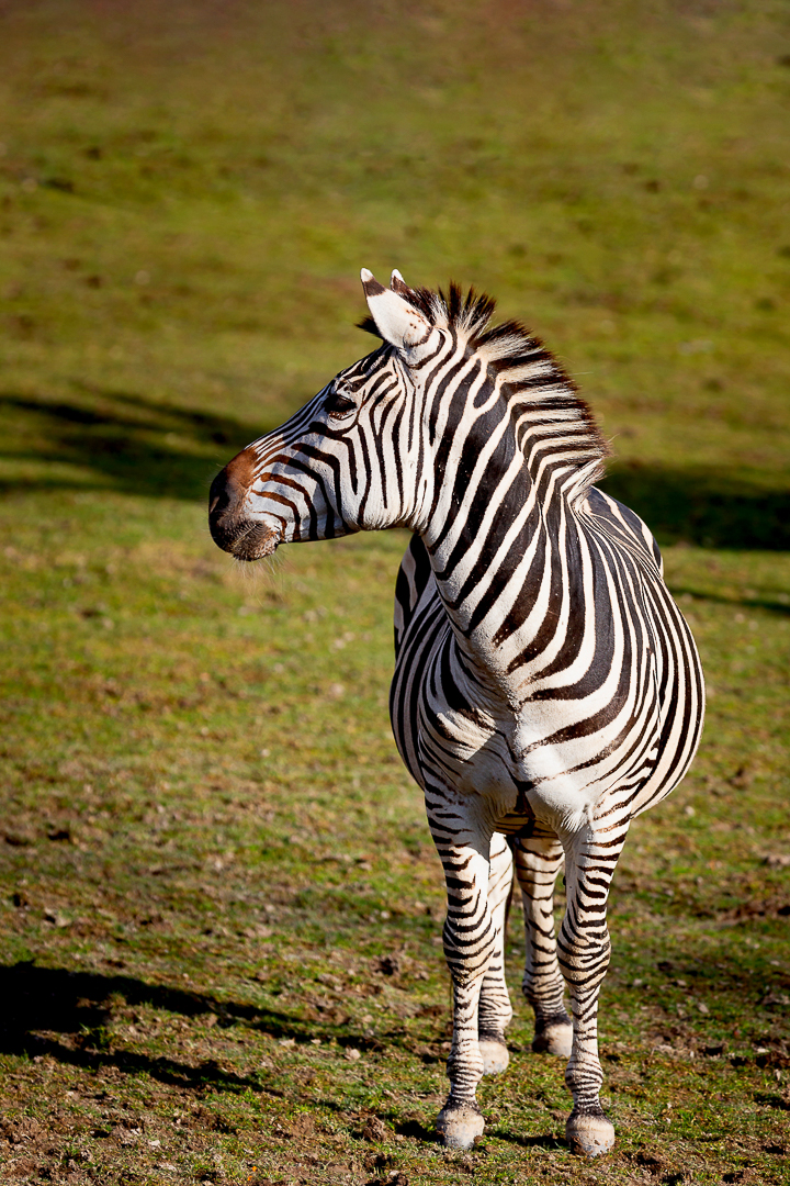 Zebra - (c) eric immerheiser