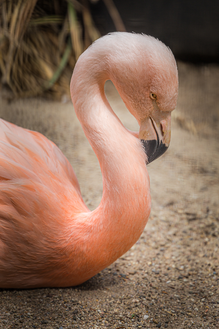 flamingo - (c) eric immerheiser