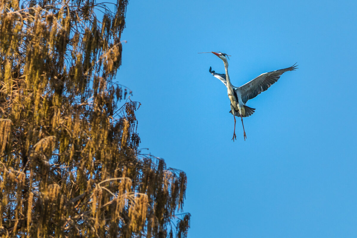 storch mit zweig - (c) eric immerheiser