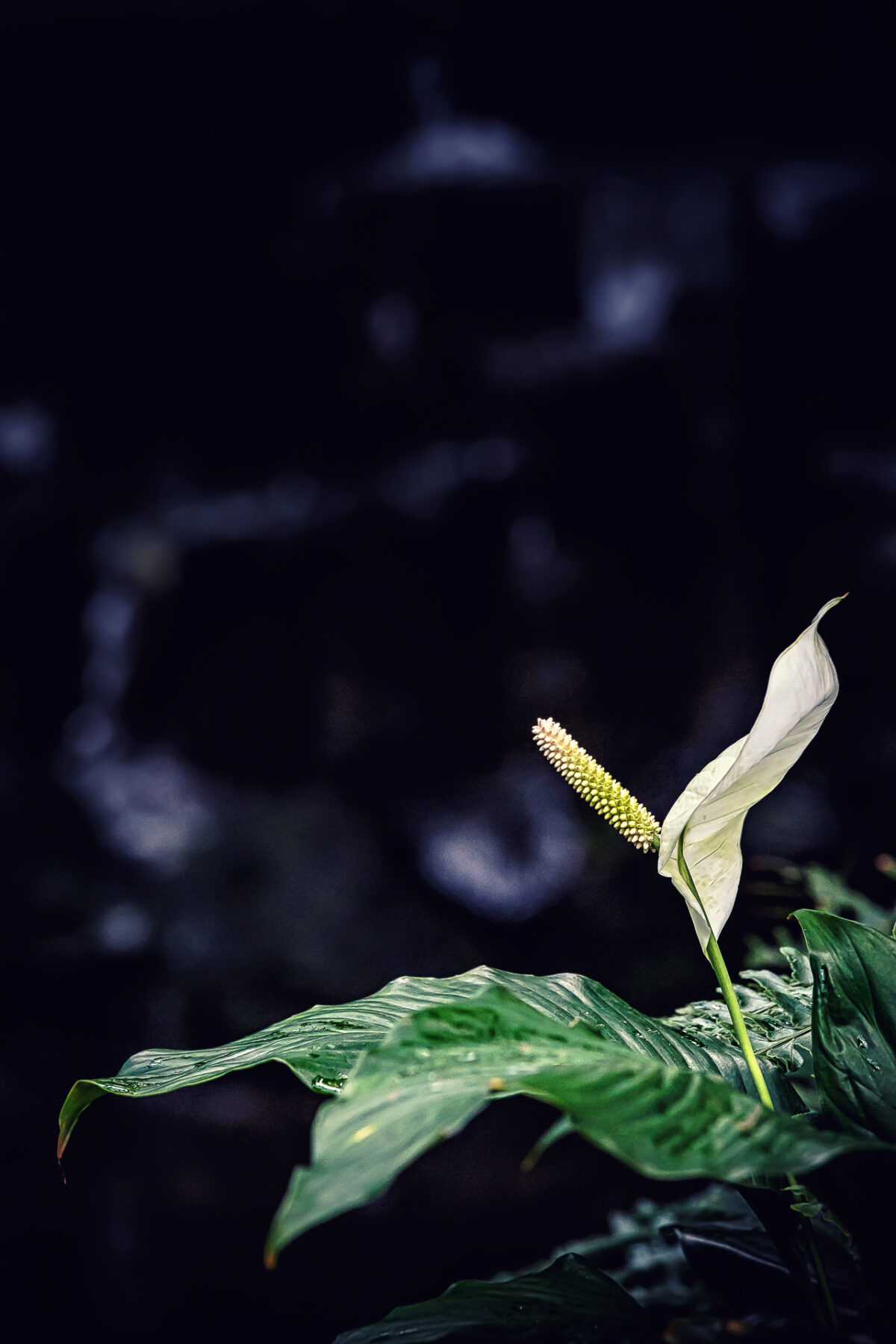 anthurium - (c) Eric immerheiser