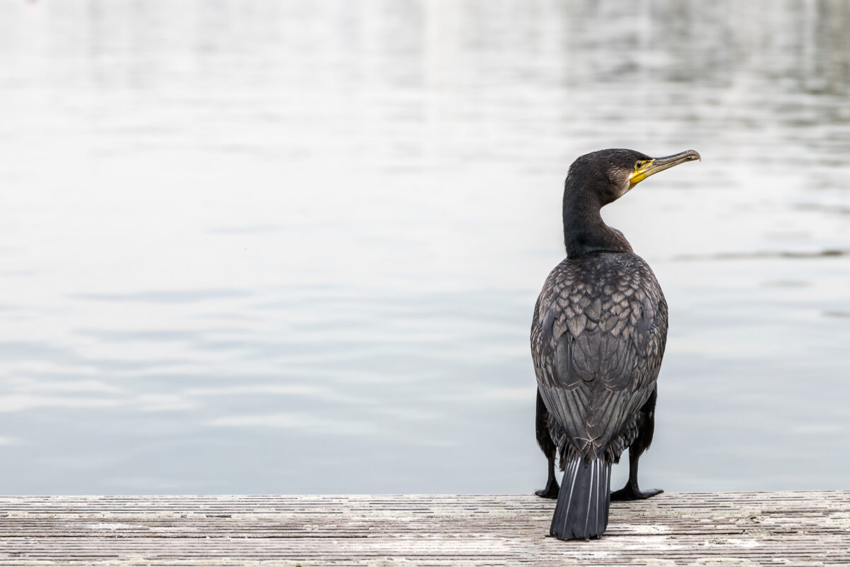 kormoran 2 - (c) eric immerheiser