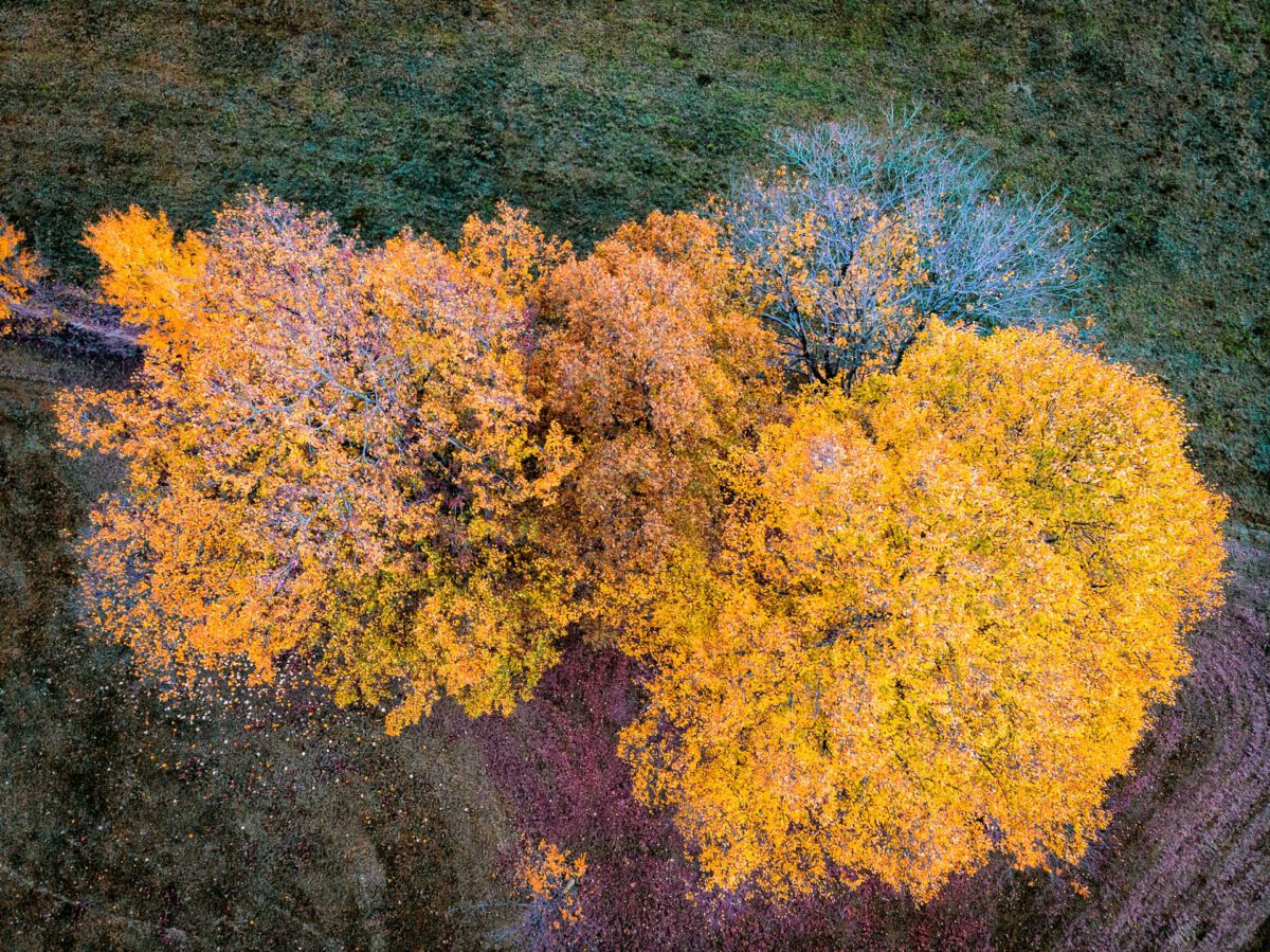Farben des Herbst - (c) eric immerheiser