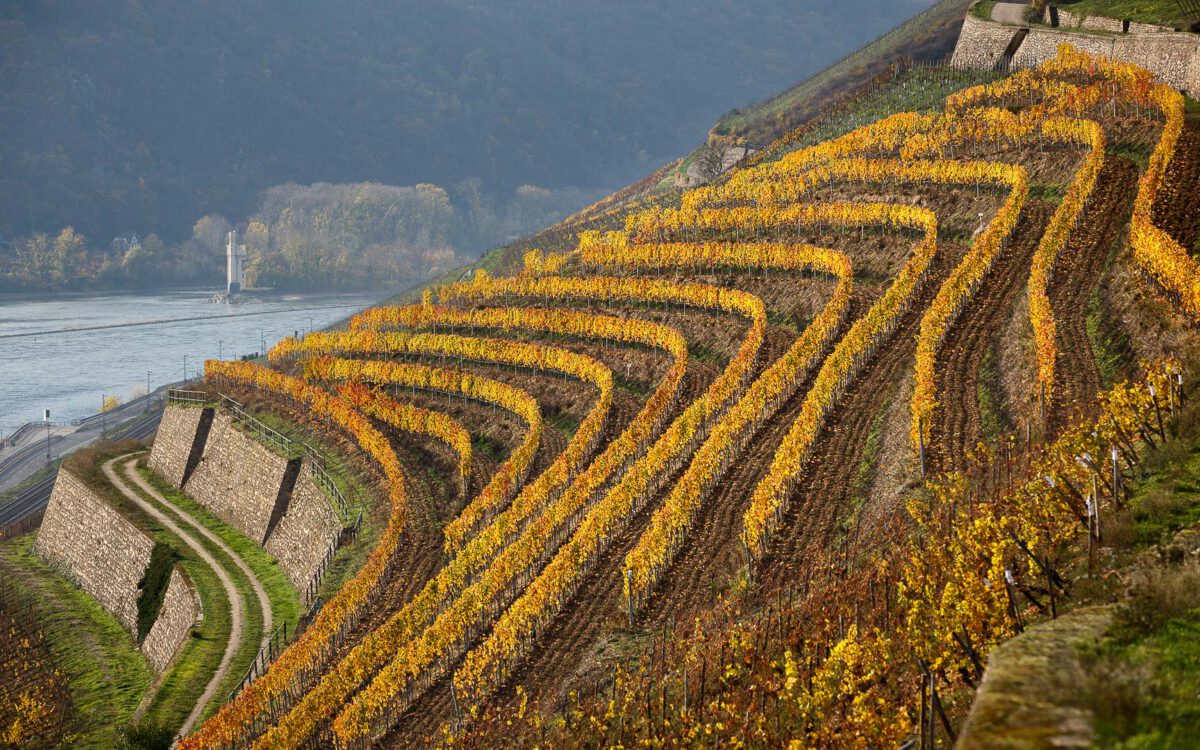 Weinberge - Rheingau - (c) eric immerheiser