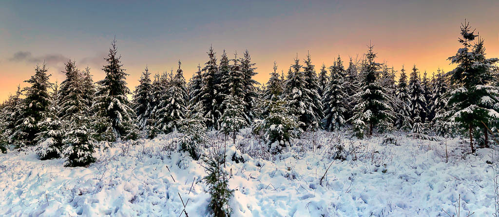 Binger Wald Pano - (c) eric immerheiser