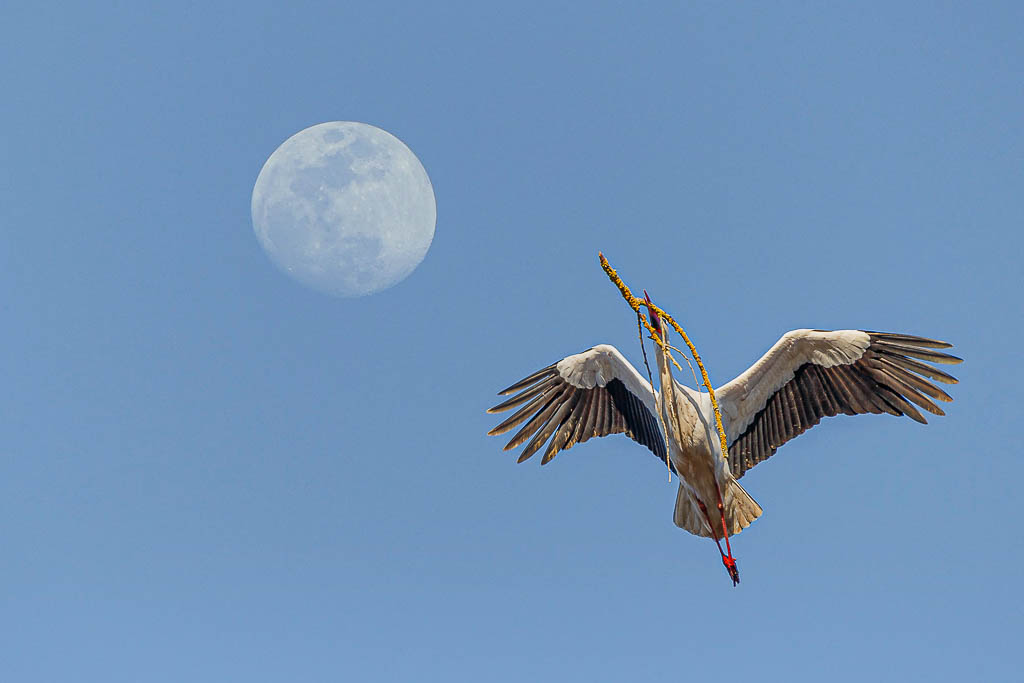 Storch vor Mond - (c) eric immerheiser