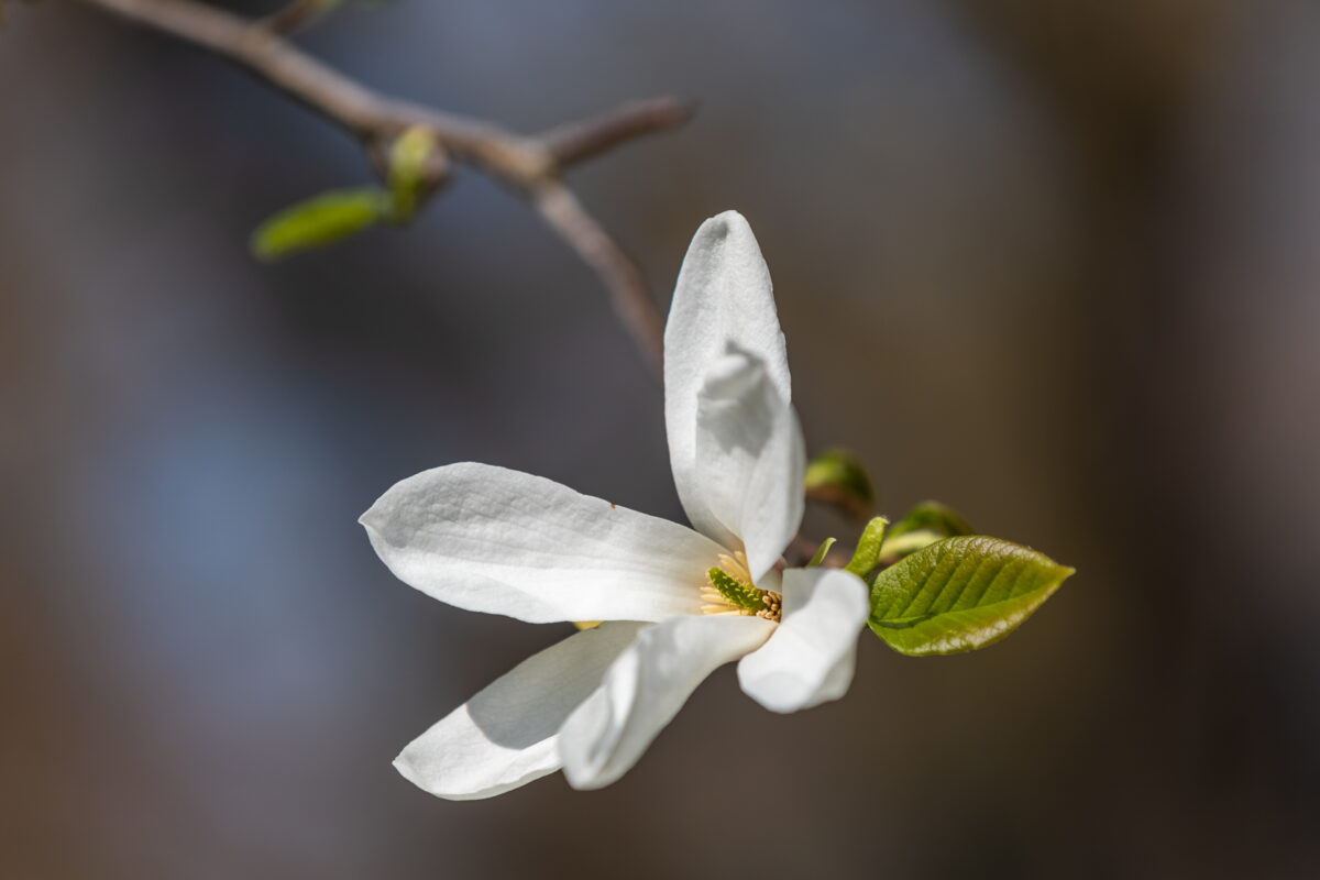 magnolienblüte - (c) eric immerheiser