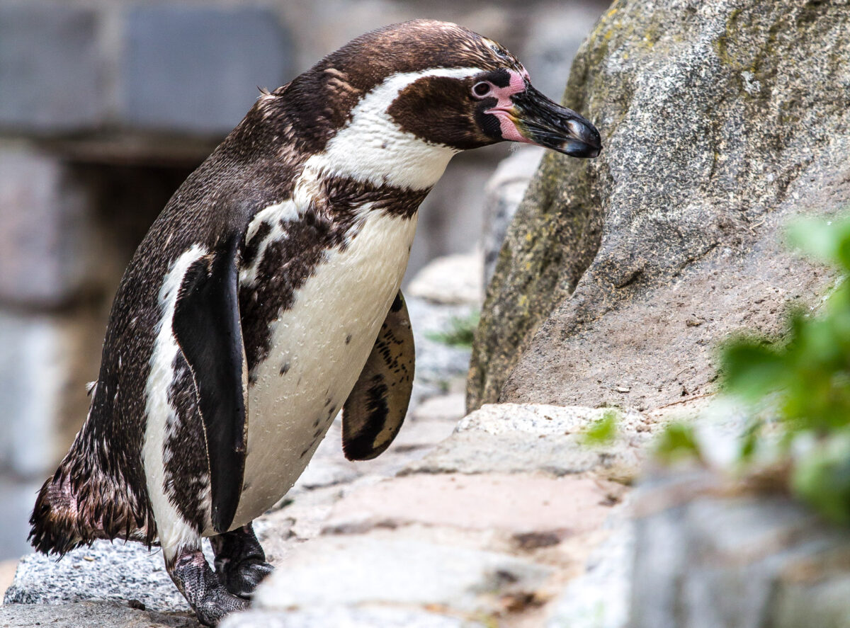 Humboldt Pinguin - (c) eric immerheiser