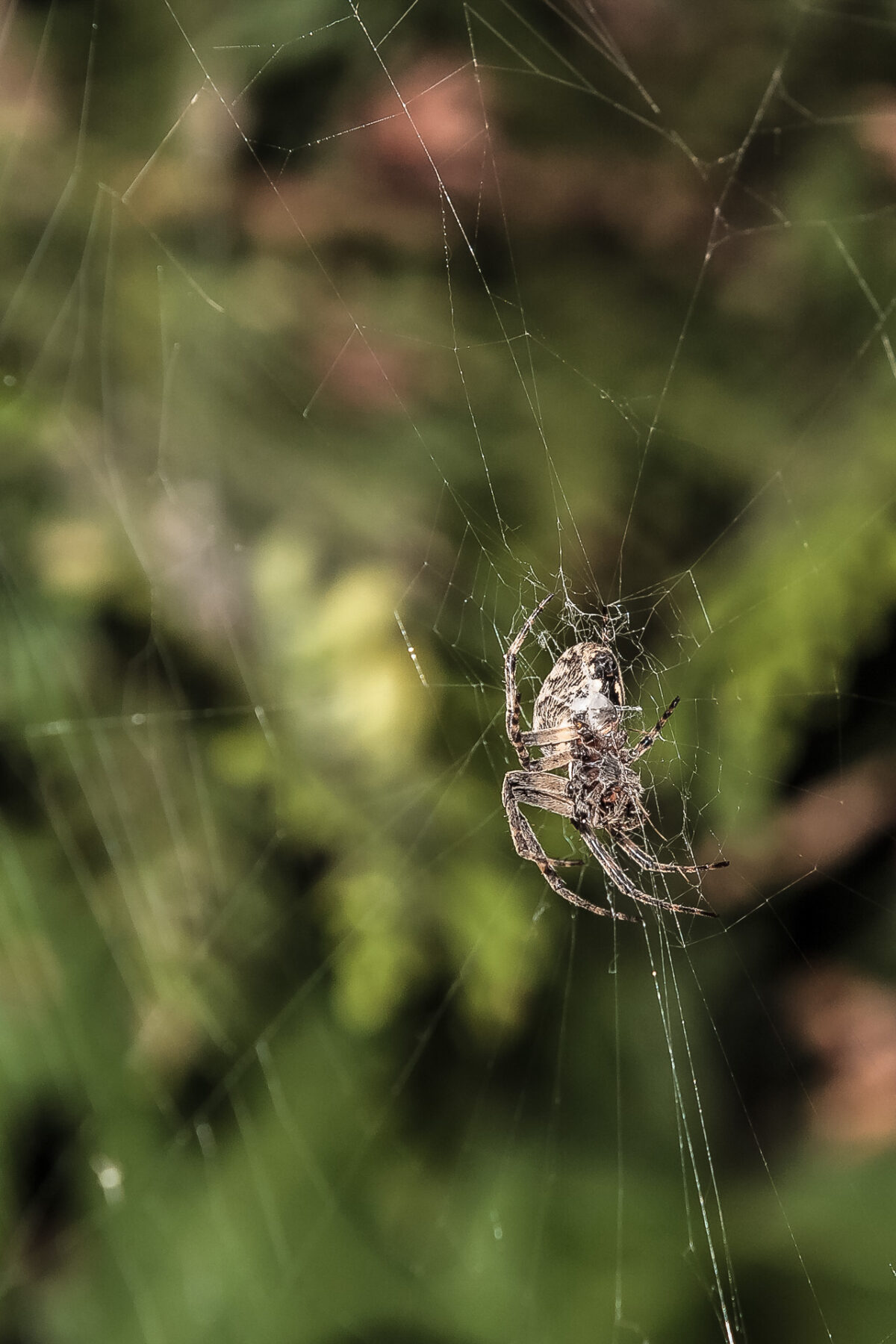 spinne - (c) eric immerheiser